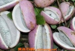 六枝八月瓜免费吃吗