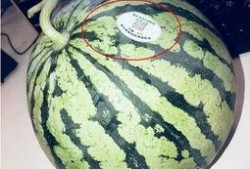 718网红吃瓜,揭秘娱乐圈幕后真相