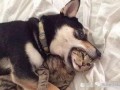 新瓜最新爆料猫小纯,揭秘娱乐圈背后的惊人真相