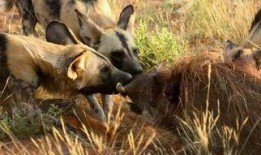 野狗们手机在线观看,共享屏幕下的青春共鸣