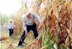 吃瓜最新事件爆料金乡,吃瓜群众揭秘最新事件内幕