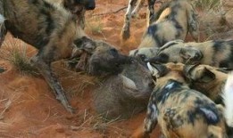 野狗们手机在线观看,共享屏幕下的青春共鸣